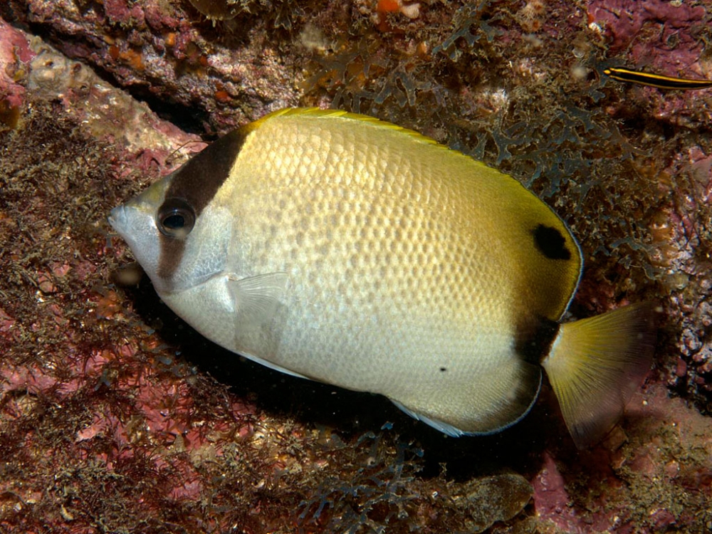 Chaetodon sedentarius Poey, 1860